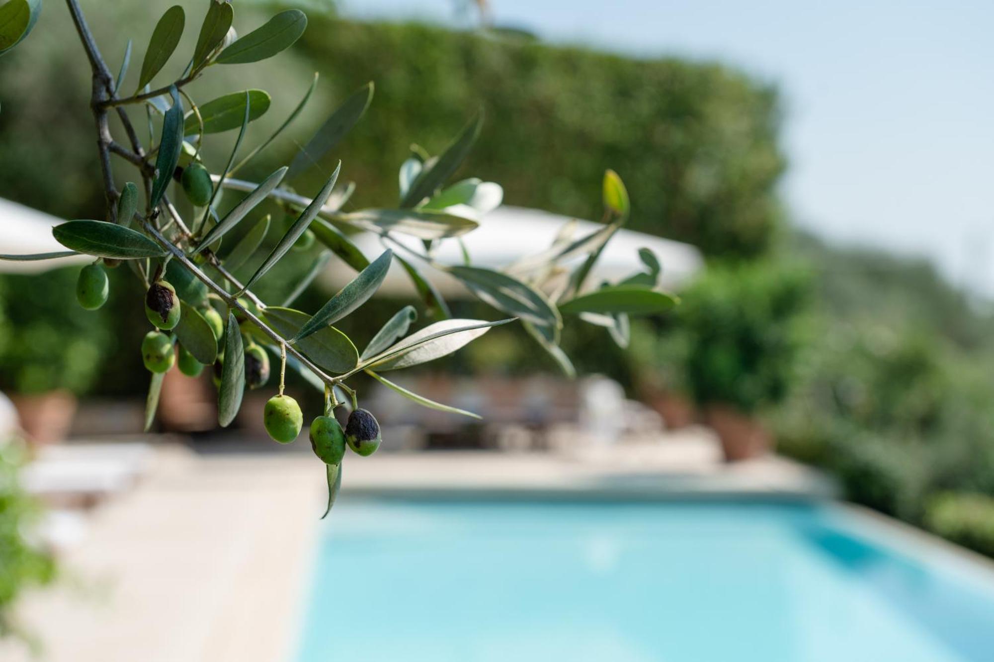 Villa Eden Forte Dei Marmi With Private Infinity Pool Santa Lucia  Extérieur photo